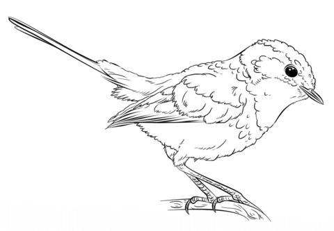 Blue Wren Coloring Page